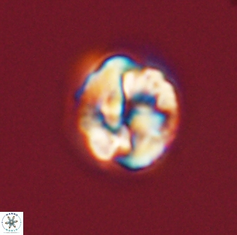Asinithistimorfi aubryae 57709
