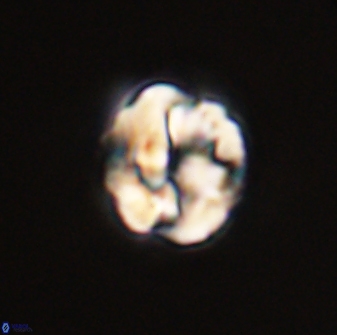 Asinithistimorfi aubryae 57710