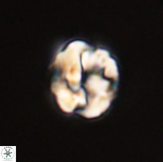 Asinithistimorfi aubryae 57710