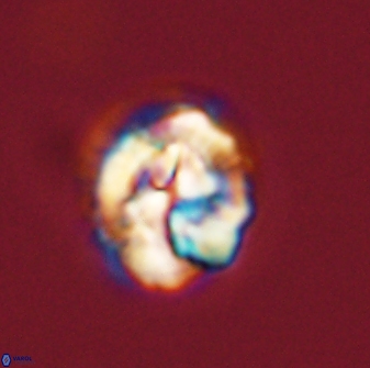 Asinithistimorfi aubryae 57711