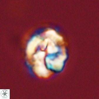 Asinithistimorfi aubryae 57711