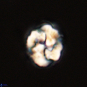 Asinithistimorfi aubryae 57712