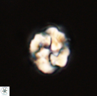 Asinithistimorfi aubryae 57712