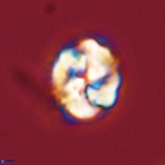 Asinithistimorfi aubryae 57713