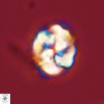 Asinithistimorfi aubryae 57713