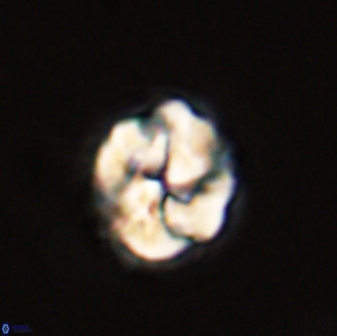 Asinithistimorfi aubryae 57714