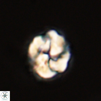 Asinithistimorfi aubryae 57714
