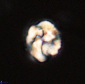 Asinithistimorfi aubryae 57716