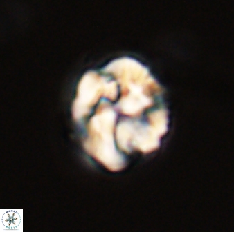 Asinithistimorfi aubryae 57716