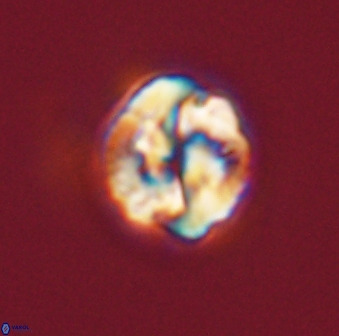 Asinithistimorfi aubryae 57717