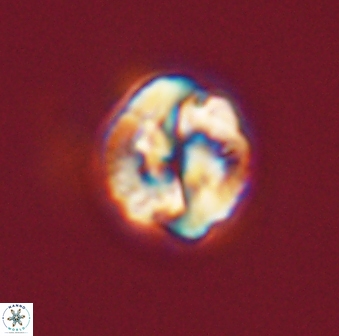Asinithistimorfi aubryae 57717