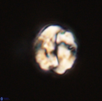 Asinithistimorfi aubryae 57718