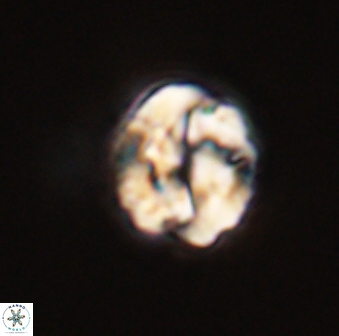 Asinithistimorfi aubryae 57718