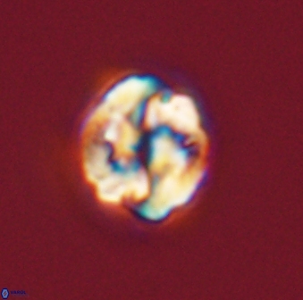 Asinithistimorfi aubryae 57719