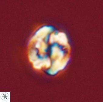 Asinithistimorfi aubryae 57719