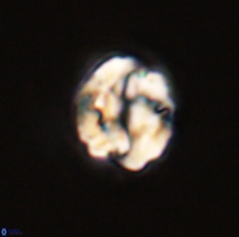 Asinithistimorfi aubryae 57720