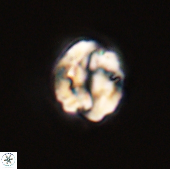 Asinithistimorfi aubryae 57720