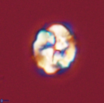 Asinithistimorfi aubryae 57721