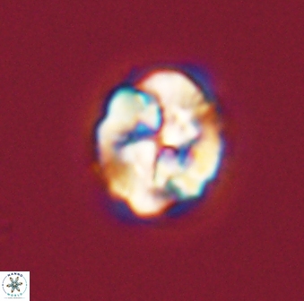 Asinithistimorfi aubryae 57721