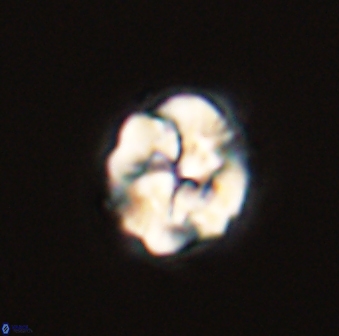 Asinithistimorfi aubryae 57722
