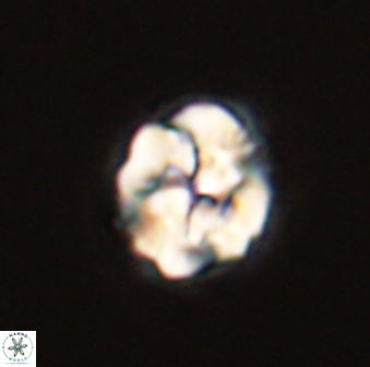 Asinithistimorfi aubryae 57722