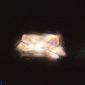 Asinithistimorfi aubryae 58567