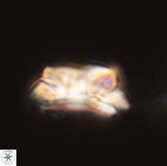Asinithistimorfi aubryae 58567