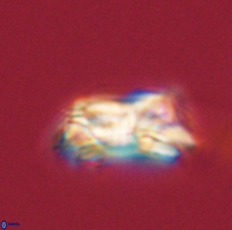 Asinithistimorfi aubryae 58568