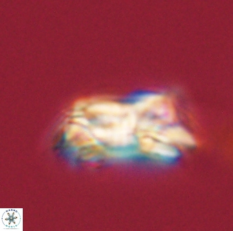 Asinithistimorfi aubryae 58568