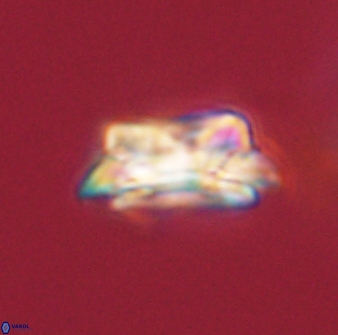Asinithistimorfi aubryae 58569