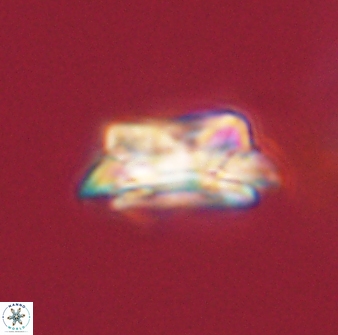 Asinithistimorfi aubryae 58569