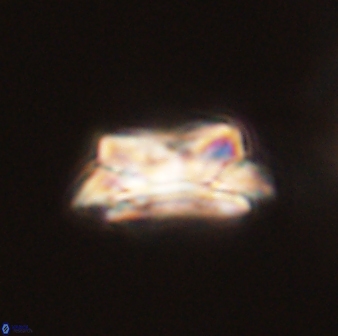 Asinithistimorfi aubryae 58570