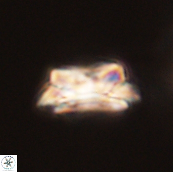 Asinithistimorfi aubryae 58570