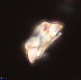 Asinithistimorfi aubryae 58571