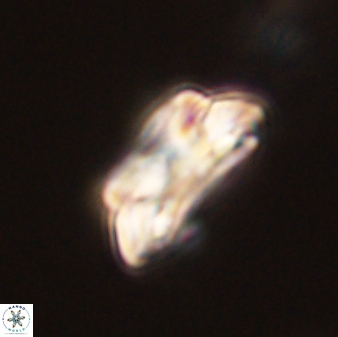 Asinithistimorfi aubryae 58571