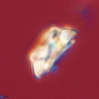 Asinithistimorfi aubryae 58572