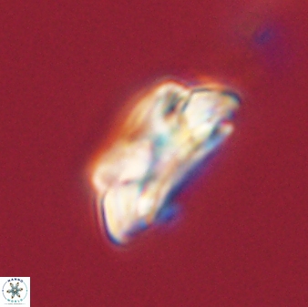 Asinithistimorfi aubryae 58572