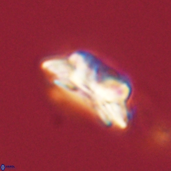Asinithistimorfi aubryae 58573