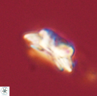 Asinithistimorfi aubryae 58573