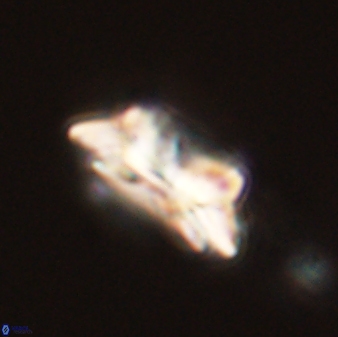 Asinithistimorfi aubryae 58574