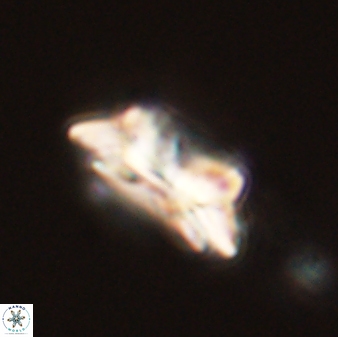 Asinithistimorfi aubryae 58574