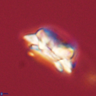 Asinithistimorfi aubryae 58576