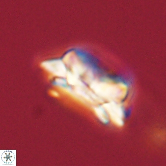 Asinithistimorfi aubryae 58576