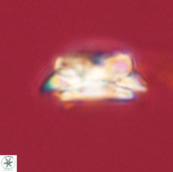 Asinithistimorfi aubryae 58577