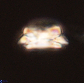 Asinithistimorfi aubryae 58578