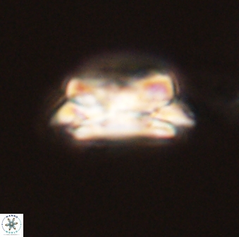 Asinithistimorfi aubryae 58578