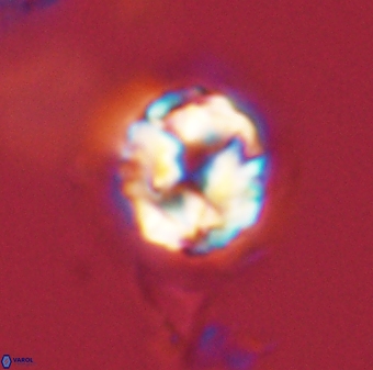 Asinithistimorfi aubryae 58579