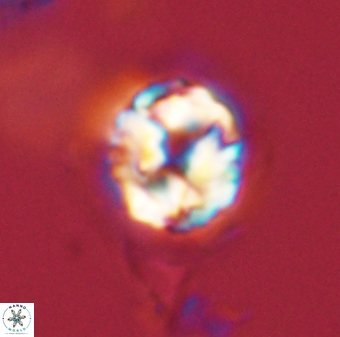 Asinithistimorfi aubryae 58579