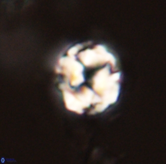Asinithistimorfi aubryae 58580