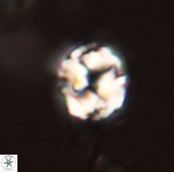Asinithistimorfi aubryae 58580